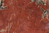 Brilliant Petrified Wood (Araucarioxylon) Slab - Arizona #235683-1